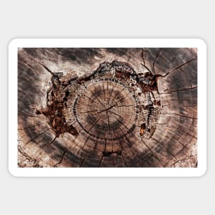 Spiral Inner Tree Rings Eroding Sticker